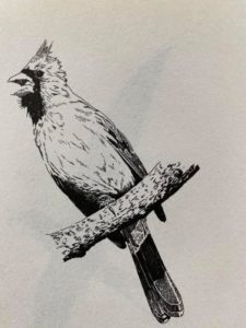 Drawing by Douglas Wood - Sparky the cardinal