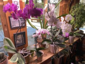 The Orchids in the Cabin
