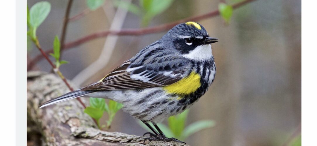 The yellow-rumped warbler